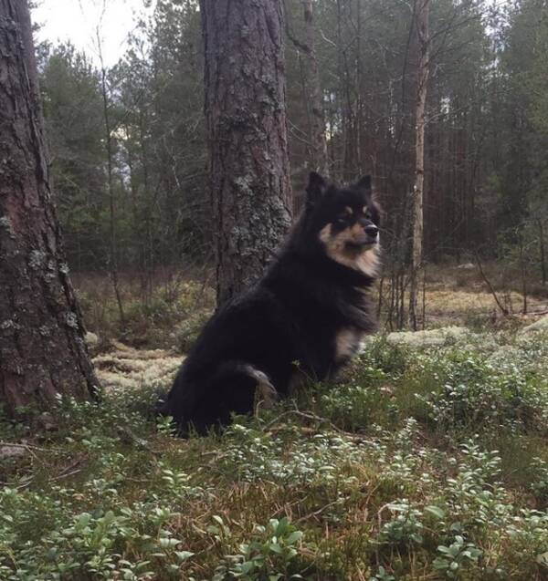Hund - Finsk Lapphund, Rufsa