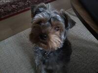 Yorkshire Terrier Yorkshire Terrier