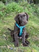 Labrador brun Labrador brun