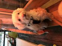 Lady Truffe de Chnazilini