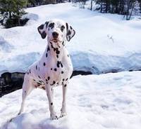 Dalmantiner jente Dalmantiner jente