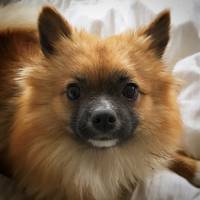 pomeranian/papillon pomeranian/papillon