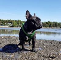 Fransk bulldog, Melvin Fransk bulldog, Melvin