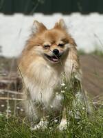 Pomeranian/kleinspitz Zelda Pomeranian/kleinspitz Zelda