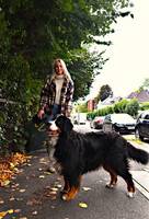 Berner Sennen (Bernese Mountain dog) Berner Sennen (Bernese Mountain dog)