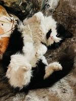 Svart/Hvit skogskatt Svart/Hvit skogskatt