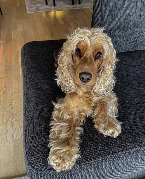 Hund - Engelsk Cocker Spaniel