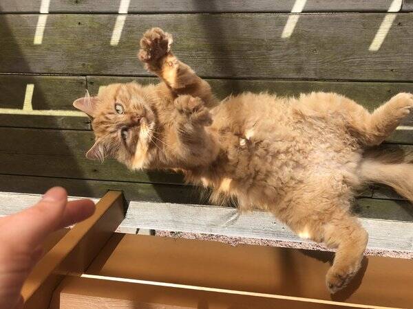 Katt - Hannkatt Leo (Pusur)