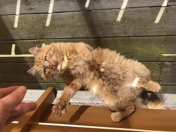 Katt - Hannkatt Leo (Pusur)