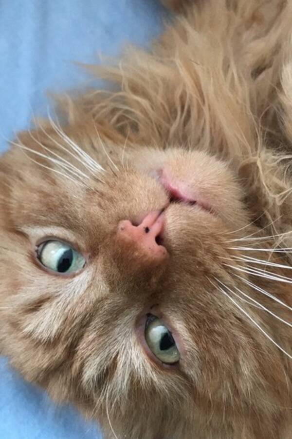 Katt - Hannkatt Leo (Pusur)