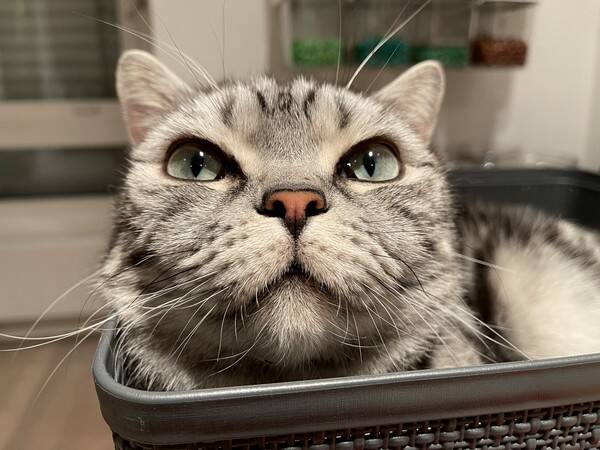 Katt - Isak, Britisk Korthår