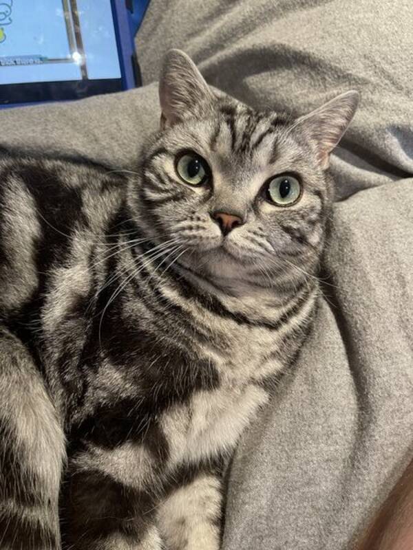 Katt - Isak, Britisk Korthår