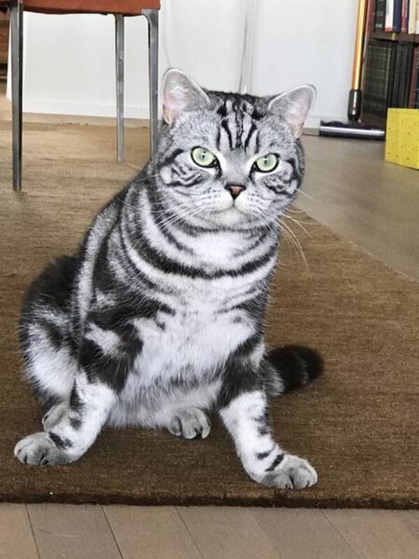 Katt - Isak, Britisk Korthår