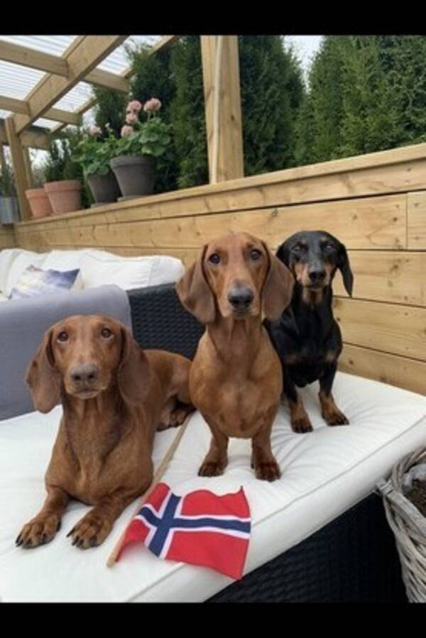 Hund - Dachs korthåret