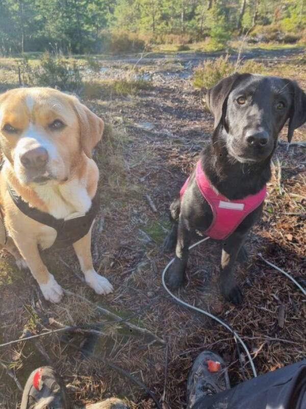 Hund - Blanding av Golden, Labrador og Toller