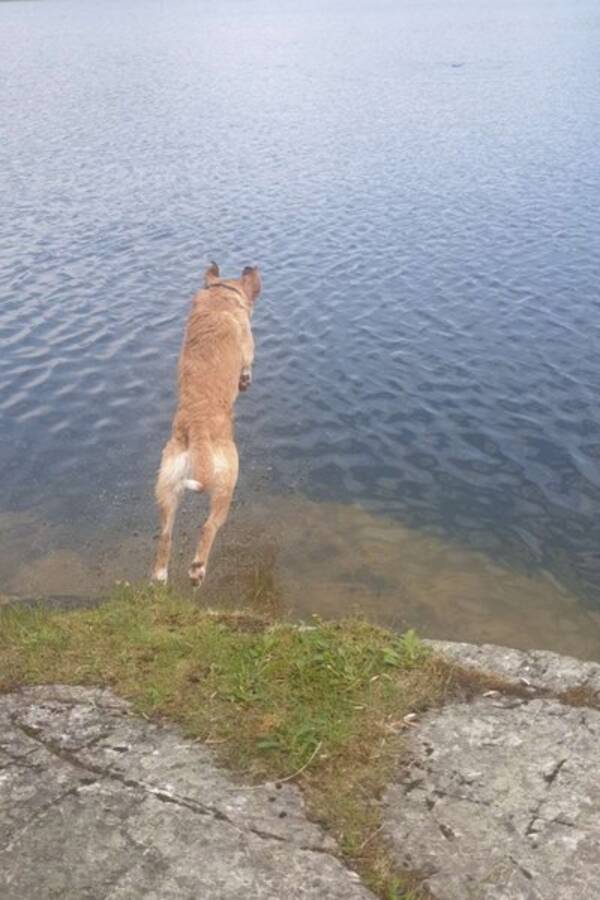 Hund - Blanding av Golden, Labrador og Toller