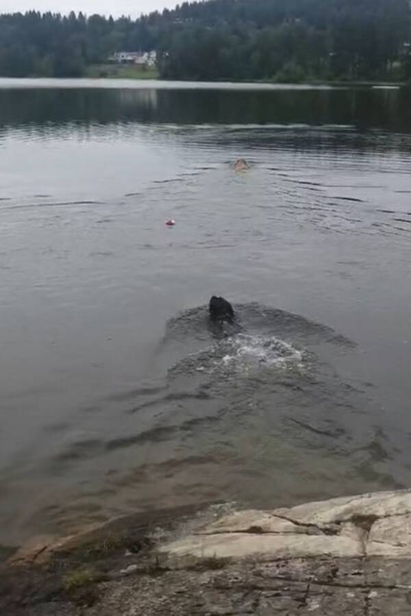 Hund - Blanding av Golden, Labrador og Toller