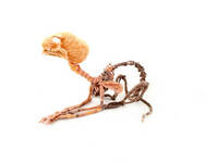 Anatomisk tekstilkunst