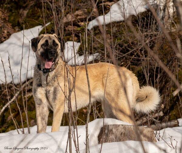 Hund - Kangal Teela