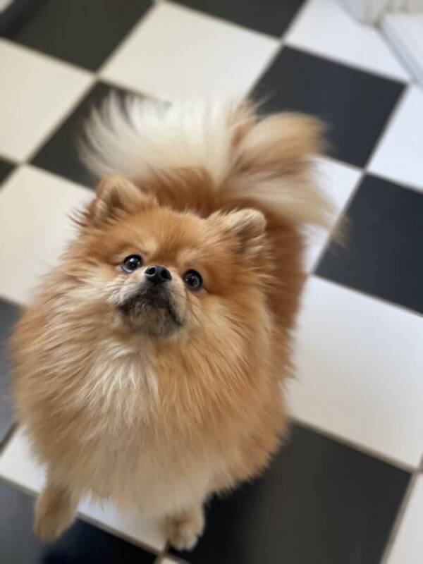 Hund - Pomeranien 