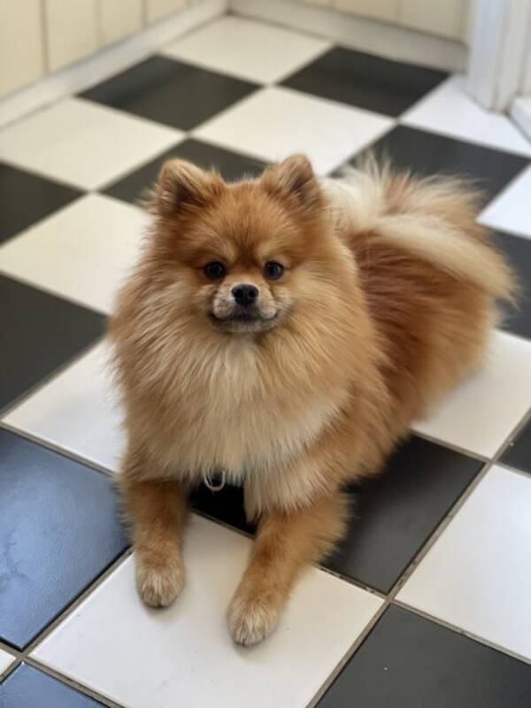 Hund - Pomeranien 