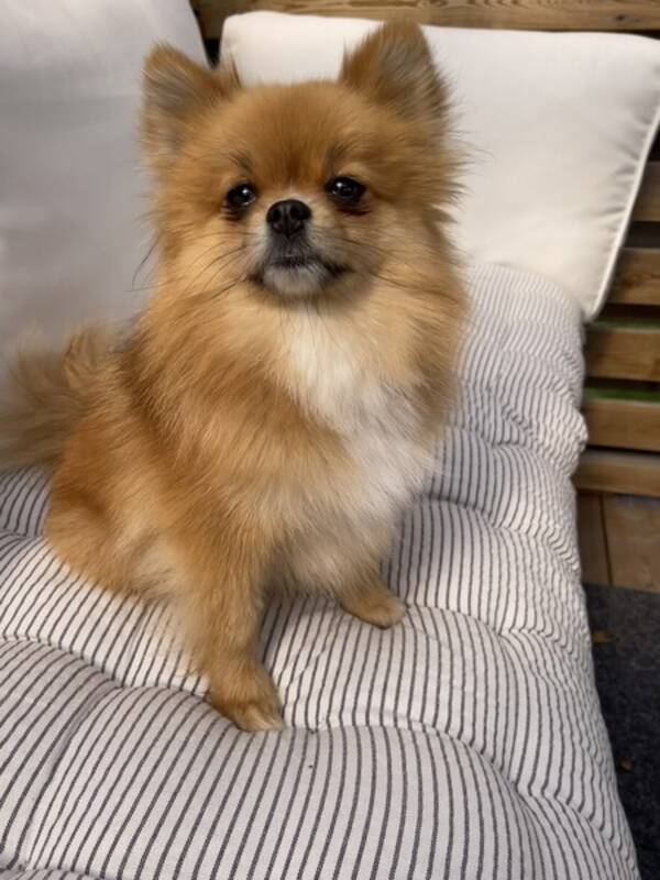 Hund - Pomeranien Tispe 