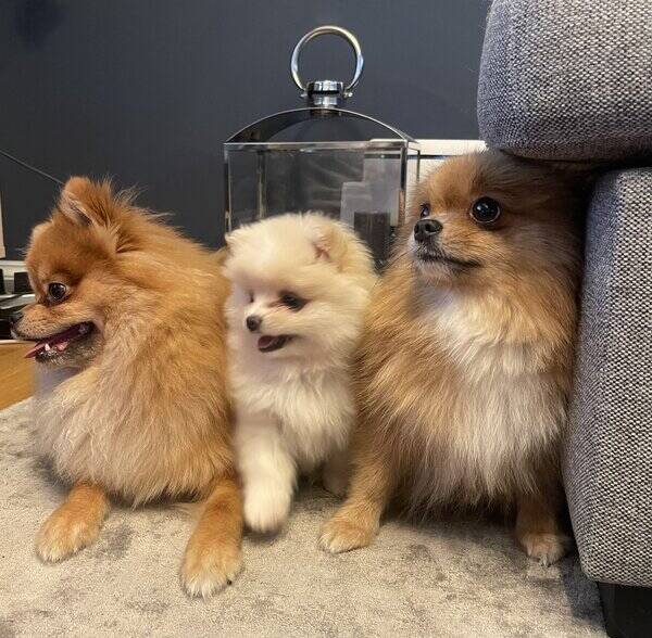 Hund - Pomeranien Tispe 