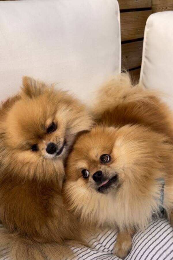 Hund - Pomeranien Tispe 