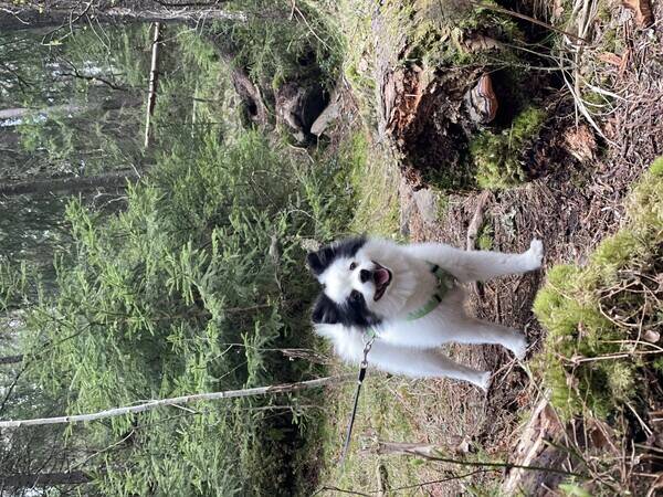 Hund - Pomeranian and German Spitz MIX