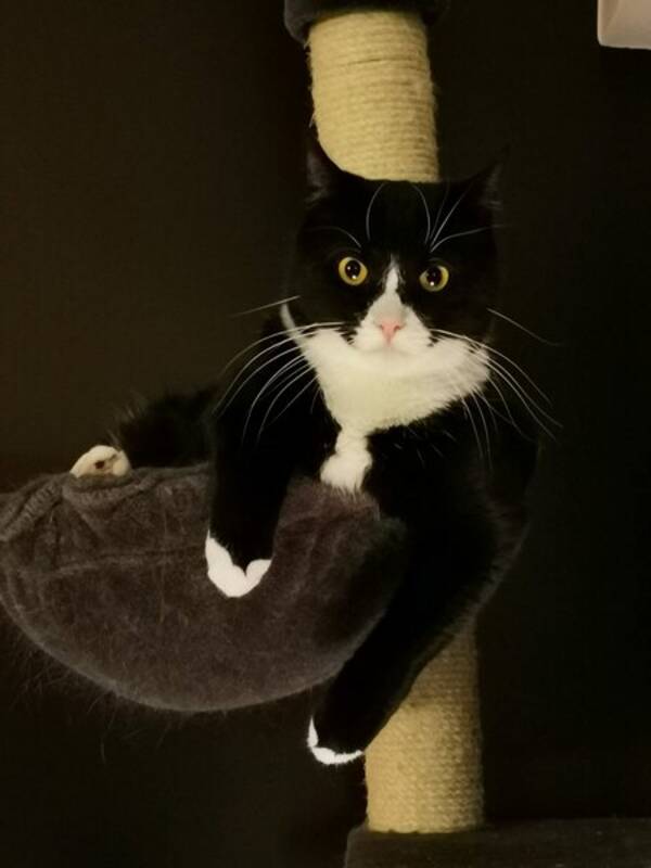 Katt - Akilles, som liker å dusje