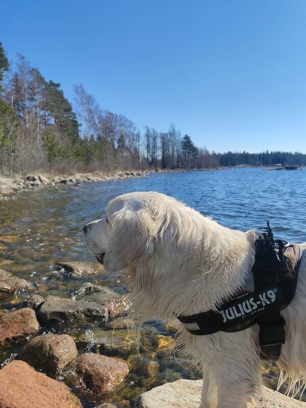 Hund - Golden Retriever, 4 år
