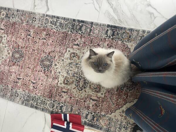 Katt - William og Harry 2 stk ragdoll katter