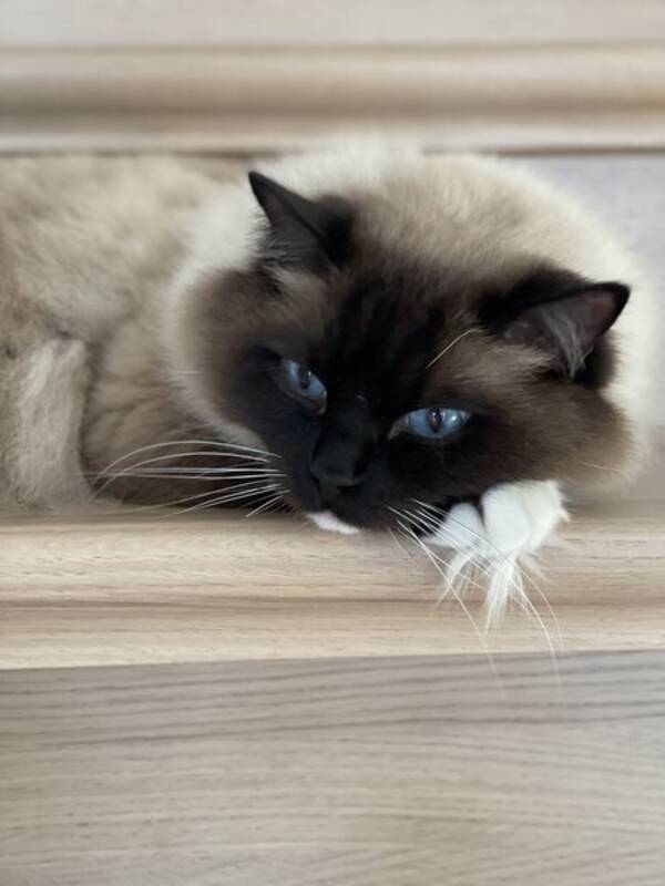 Katt - William og Harry 2 stk ragdoll katter
