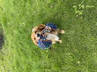 Jakt cocker Lyra Jakt cocker Lyra