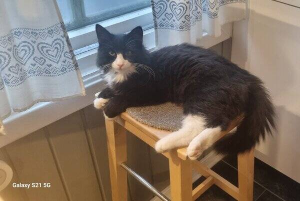 Katt - Våre 2 katter 