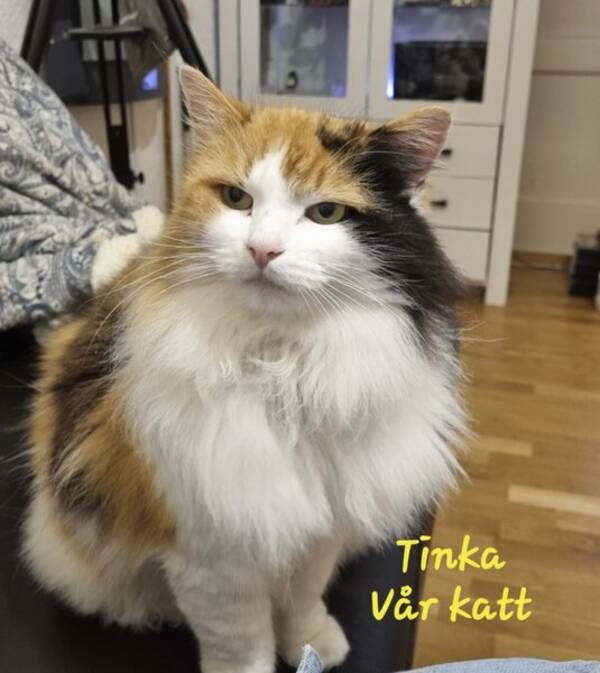 Katt - Våre 2 katter 