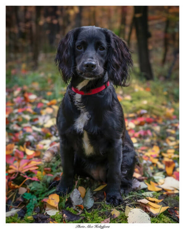 Hund - Pia Jaktcocker på 11mnd 