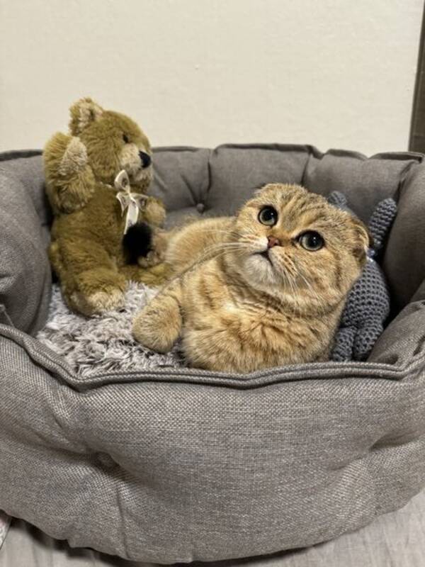 Katt - Scottish fold Emmy