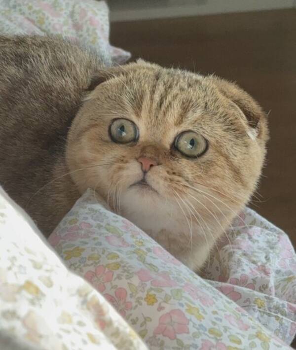 Katt - Scottish fold Emmy