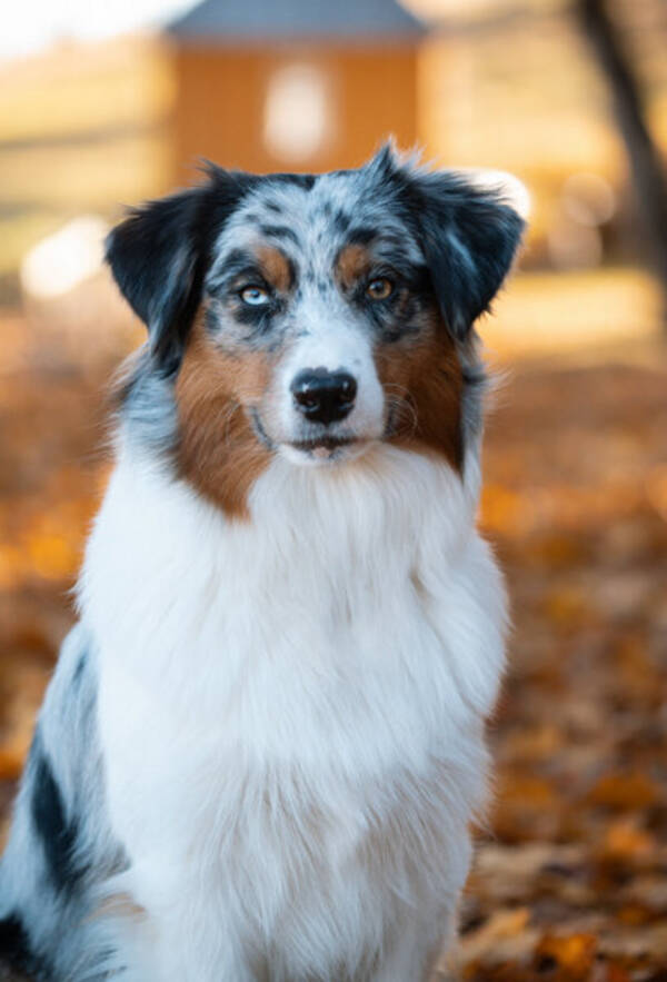 Hund - Tiva Australian Shepherd