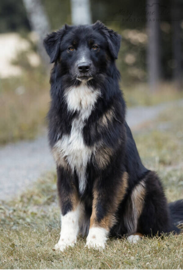 Hund - Wicca Australian Shepherd