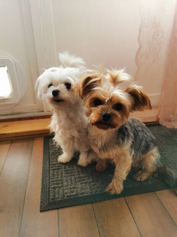 Hund - ,Malteser og yorkshire terrier 