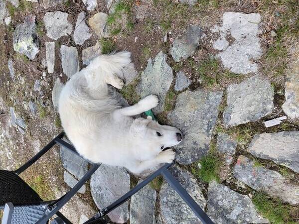 Hund - Golden retriever,  Ai