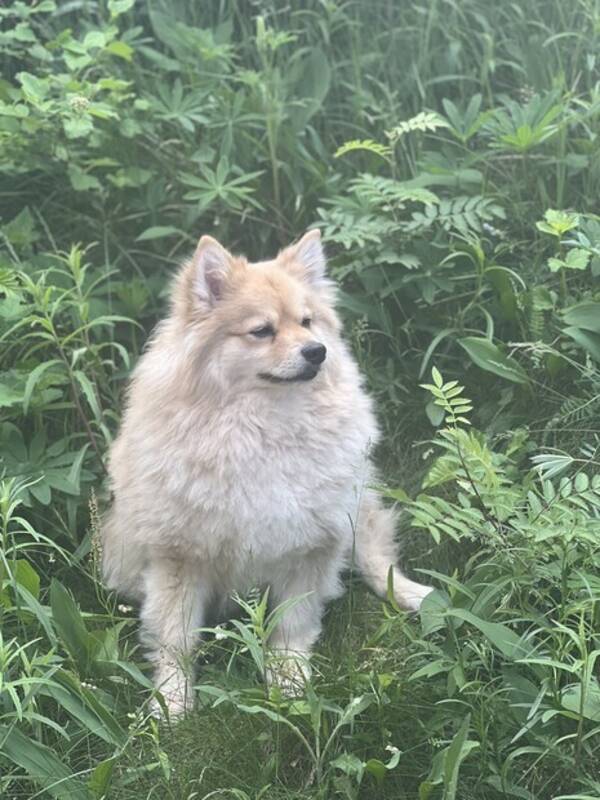 Hund - Mittelspitz Teddy