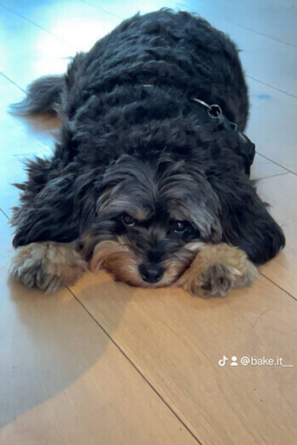 Hund - Hunden min en Spitzpoo Casper