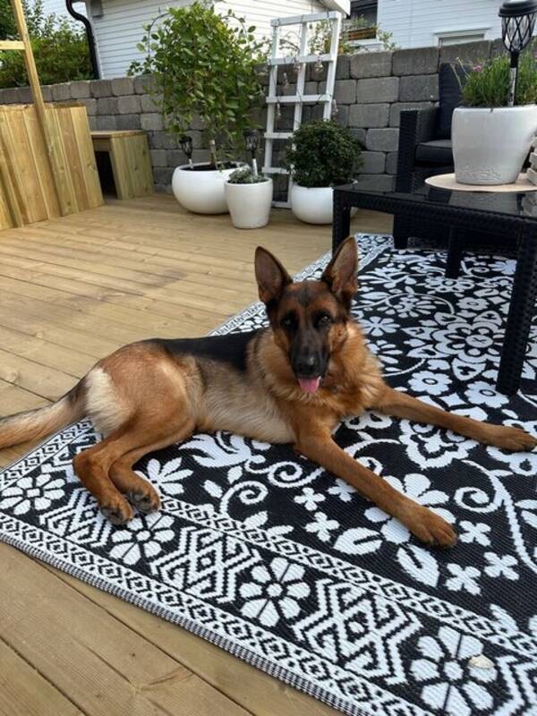 Hund - Schæferhunden min Bella