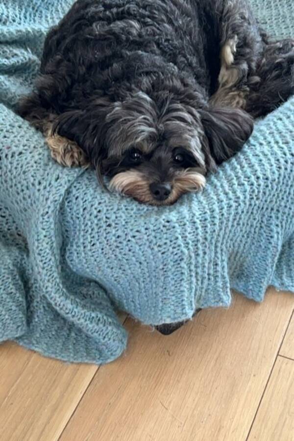 Hund - Hunden min en Spitzpoo Casper