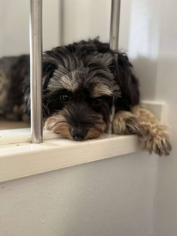 Hund - Hunden min en Spitzpoo Casper