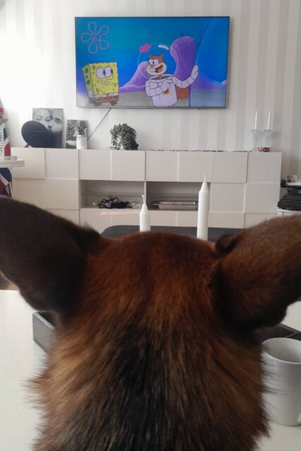 Hund - Schæferhunden min Bella