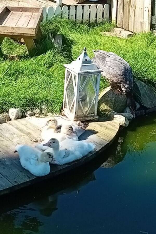 Hus - Småbruk i Rakkestad. 